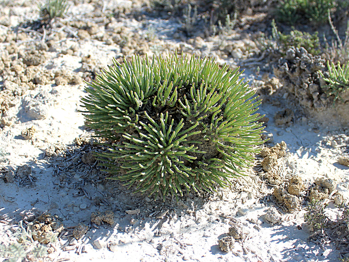 Изображение особи Anabasis cretacea.