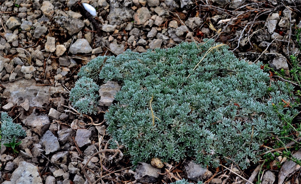 Изображение особи Artemisia caucasica.