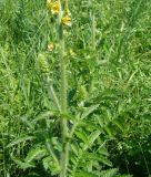 Agrimonia eupatoria