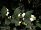 Symphoricarpos albus variety laevigatus. Ветвь с плодами. Новосибирск, в культуре. 13.09.2009.