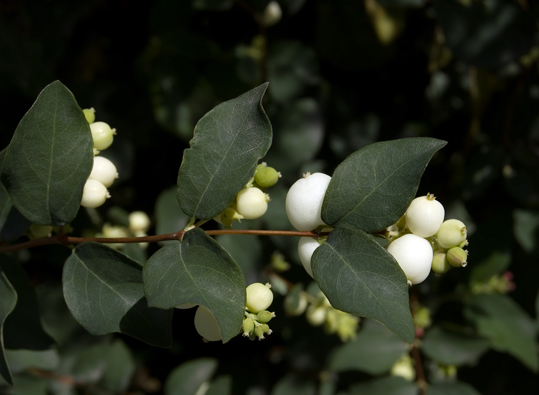 Image of Symphoricarpos albus var. laevigatus specimen.