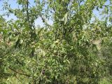 Malus orientalis