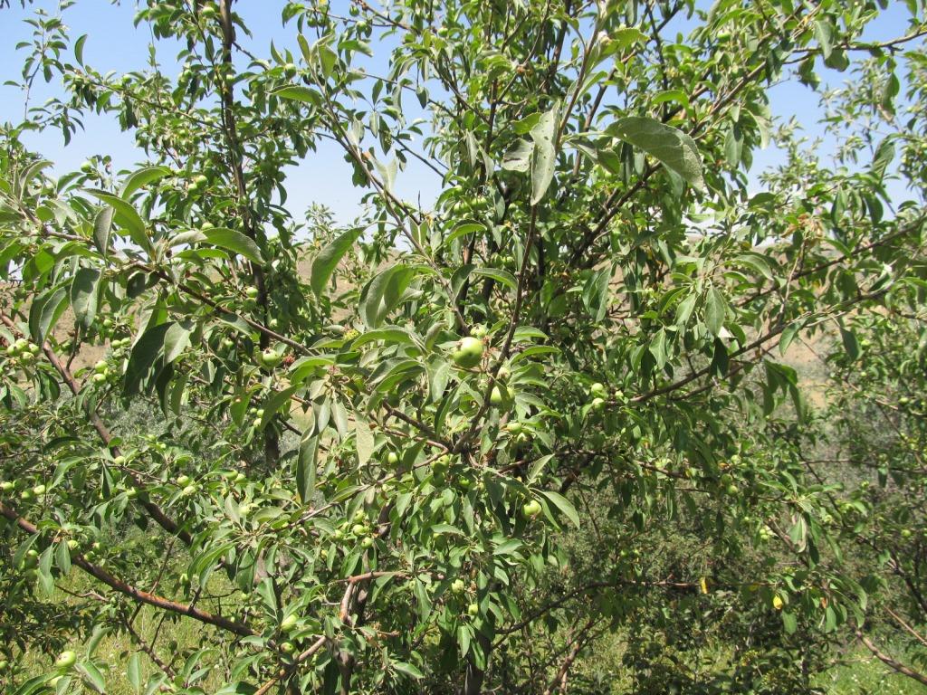 Изображение особи Malus orientalis.