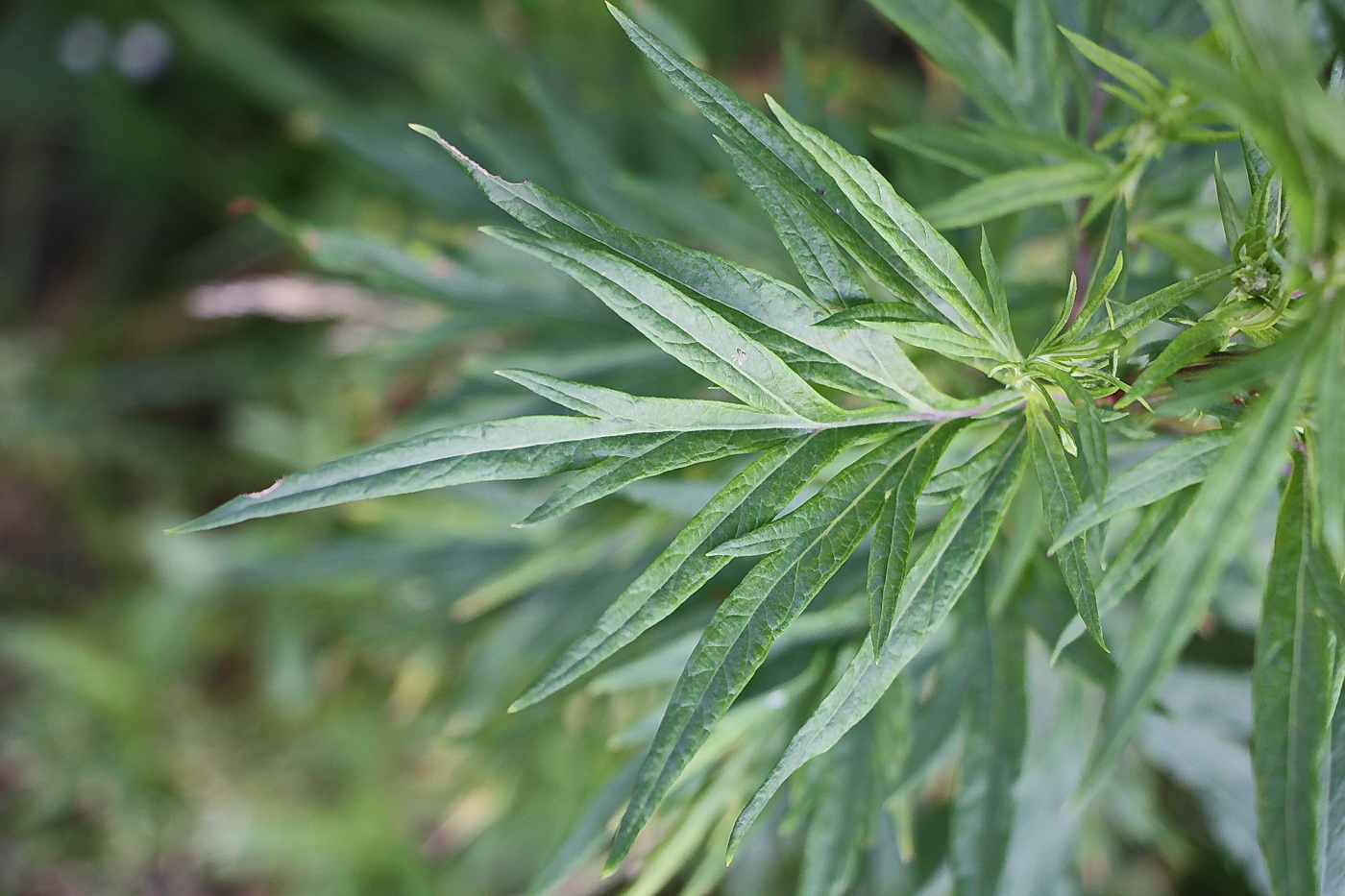 Image of Artemisia vulgaris specimen.