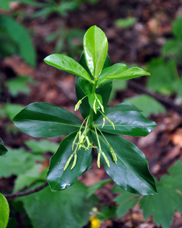 Image of Daphne pontica specimen.