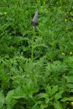 Pedicularis atropurpurea