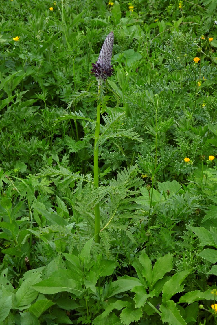 Изображение особи Pedicularis atropurpurea.