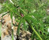 Asperula molluginoides