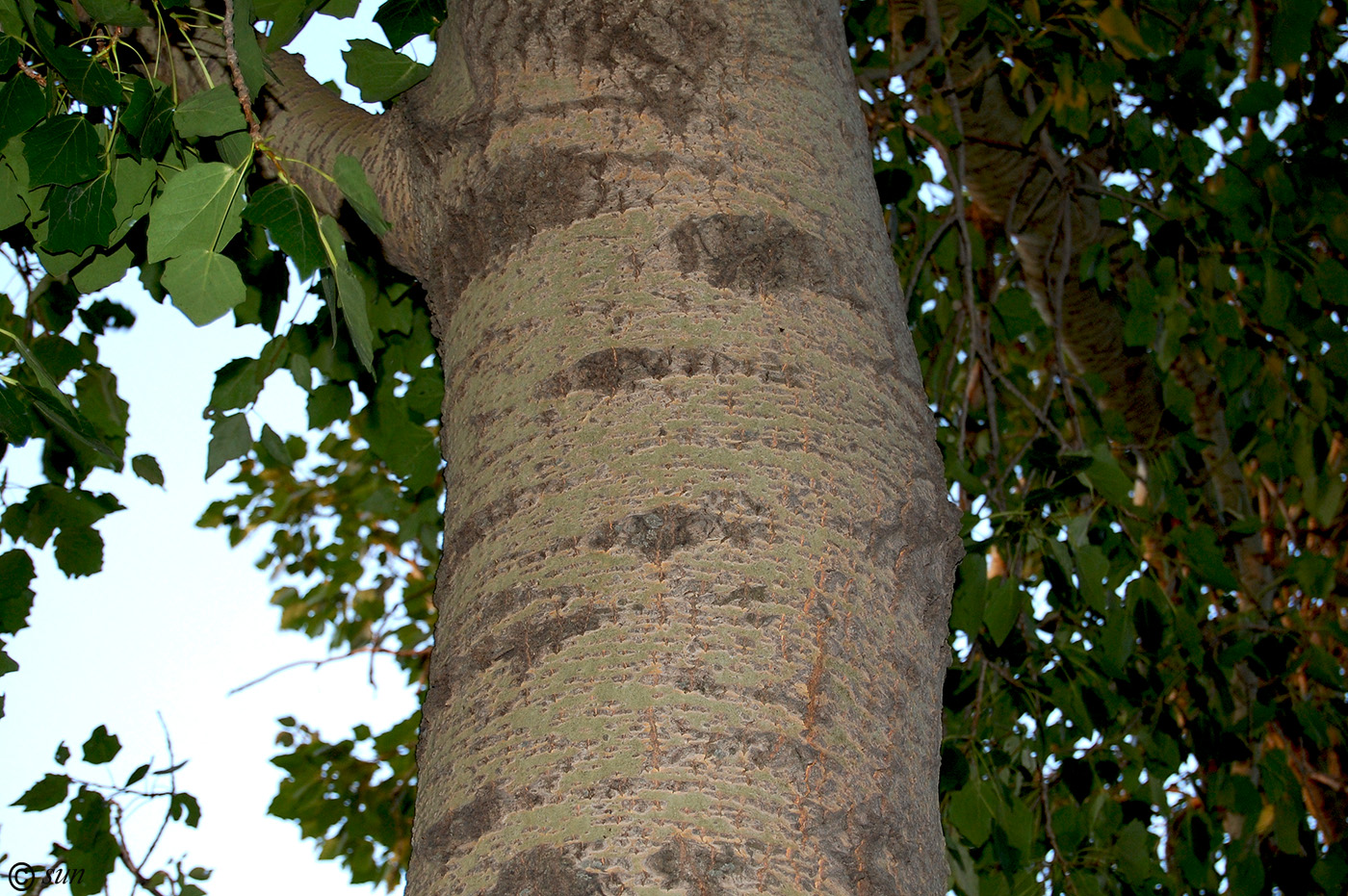 Image of Populus tremula specimen.