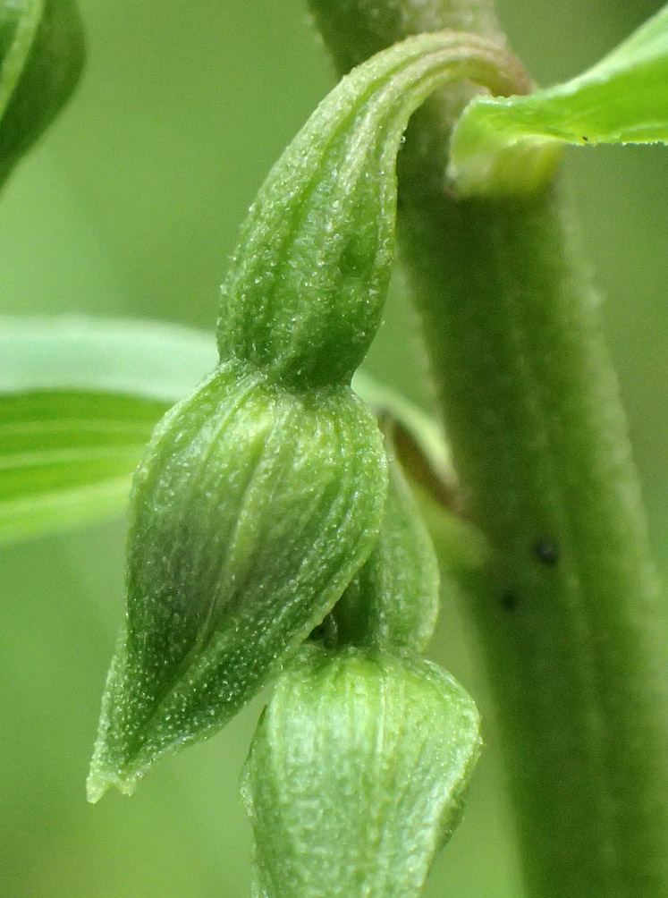 Изображение особи Epipactis helleborine.