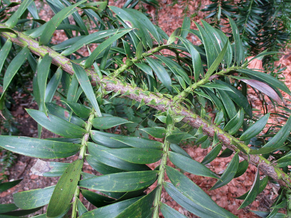Изображение особи Araucaria hunsteinii.
