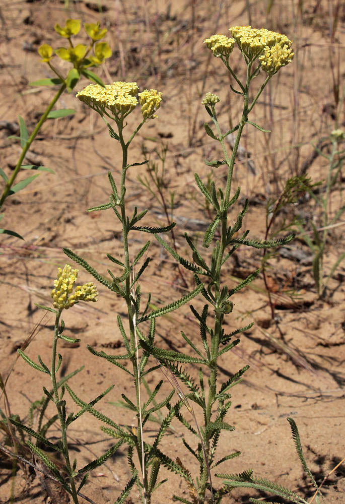 Изображение особи Achillea &times; submicrantha.