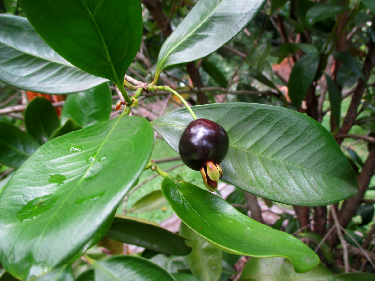 Image of Eugenia brasiliensis specimen.