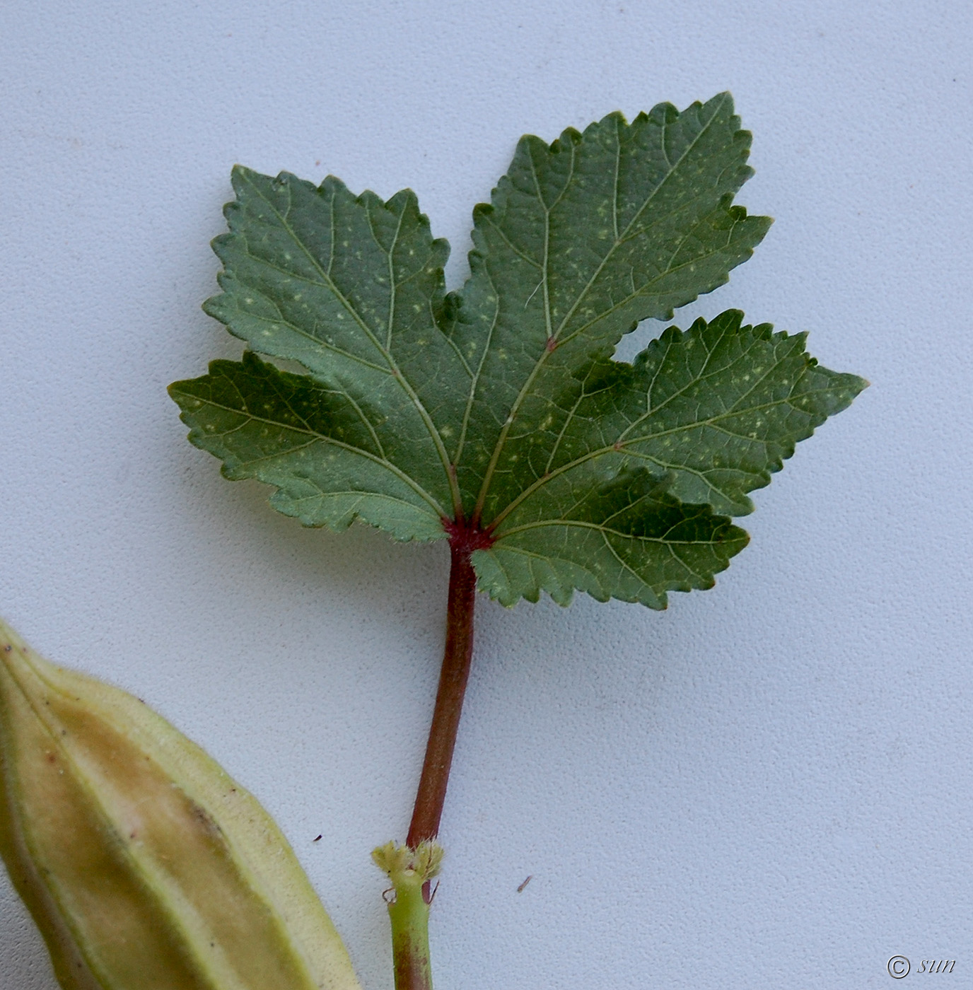 Изображение особи Hibiscus esculentus.