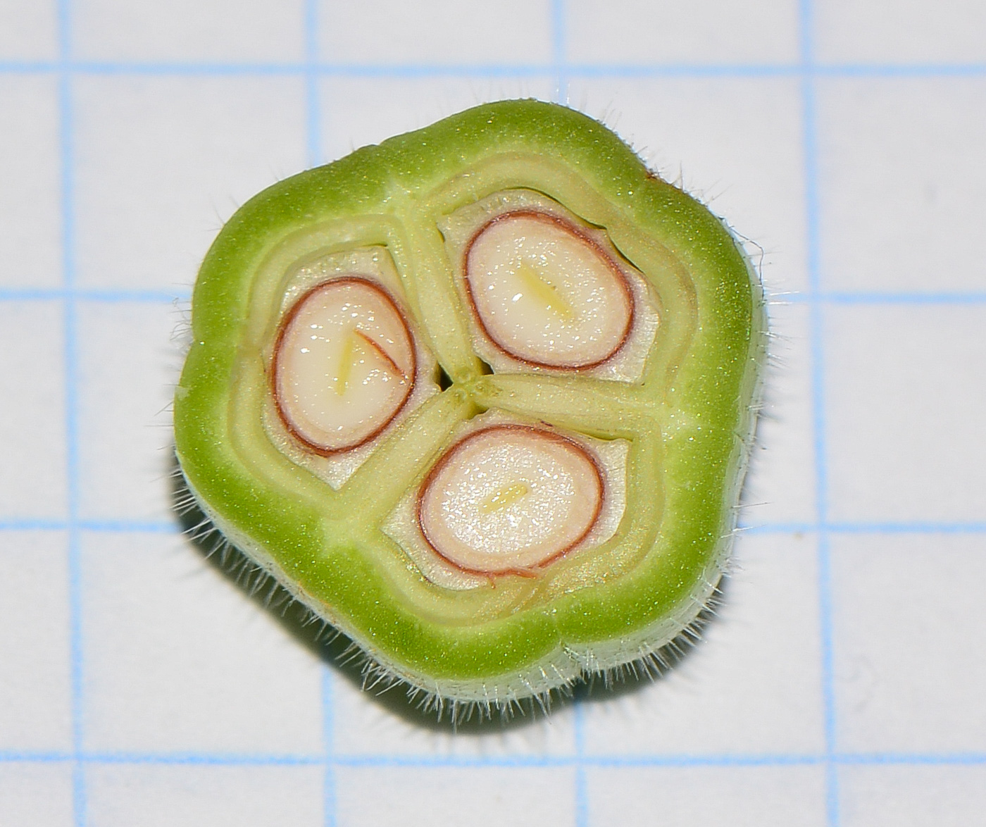 Image of Jatropha gossypiifolia specimen.