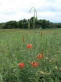 Lilium callosum