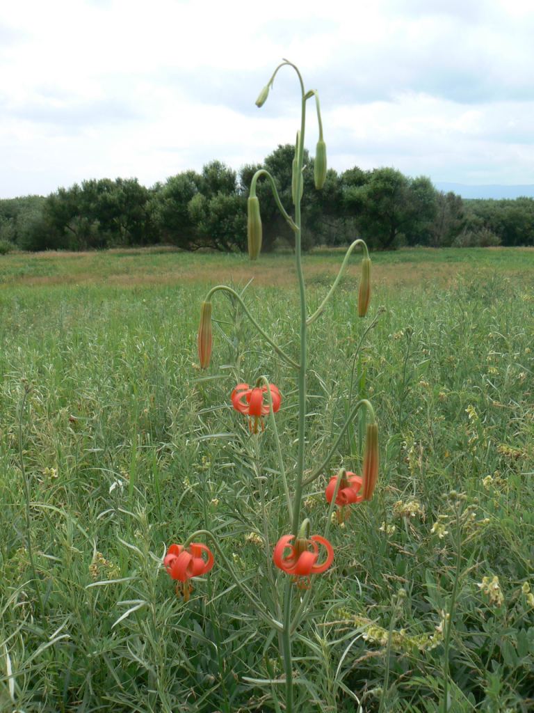 Изображение особи Lilium callosum.