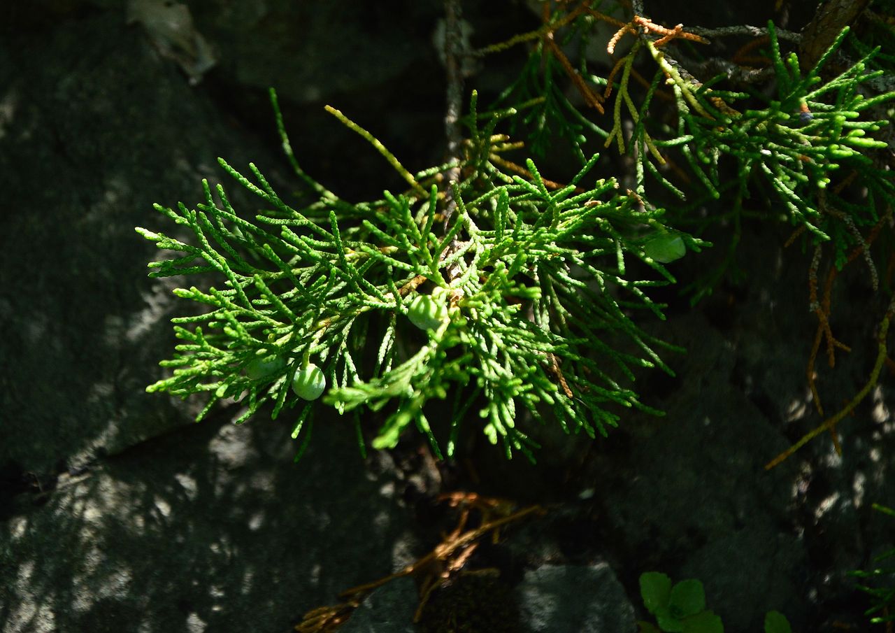 Image of Juniperus sabina specimen.