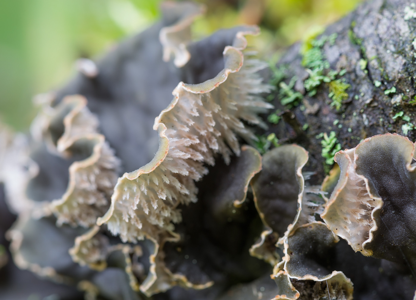 Image of Peltigera canina specimen.