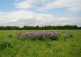 Lupinus polyphyllus