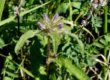 Campanula glomerata. Верхушка побега с соцветием. Якутия, Алданский р-н, г. Томмот, левый берег р. Алдан. 27.06.2016.