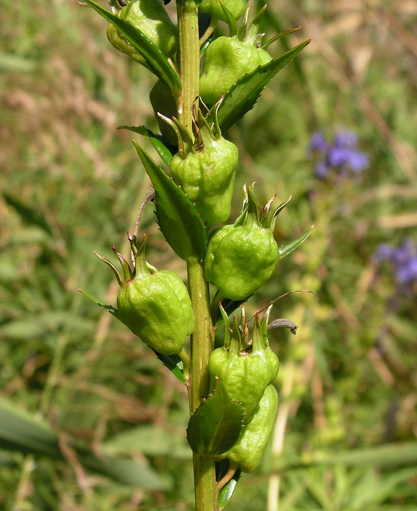 Image of Lobelia sessilifolia specimen.