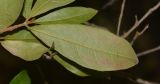 Combretum erythrophyllum