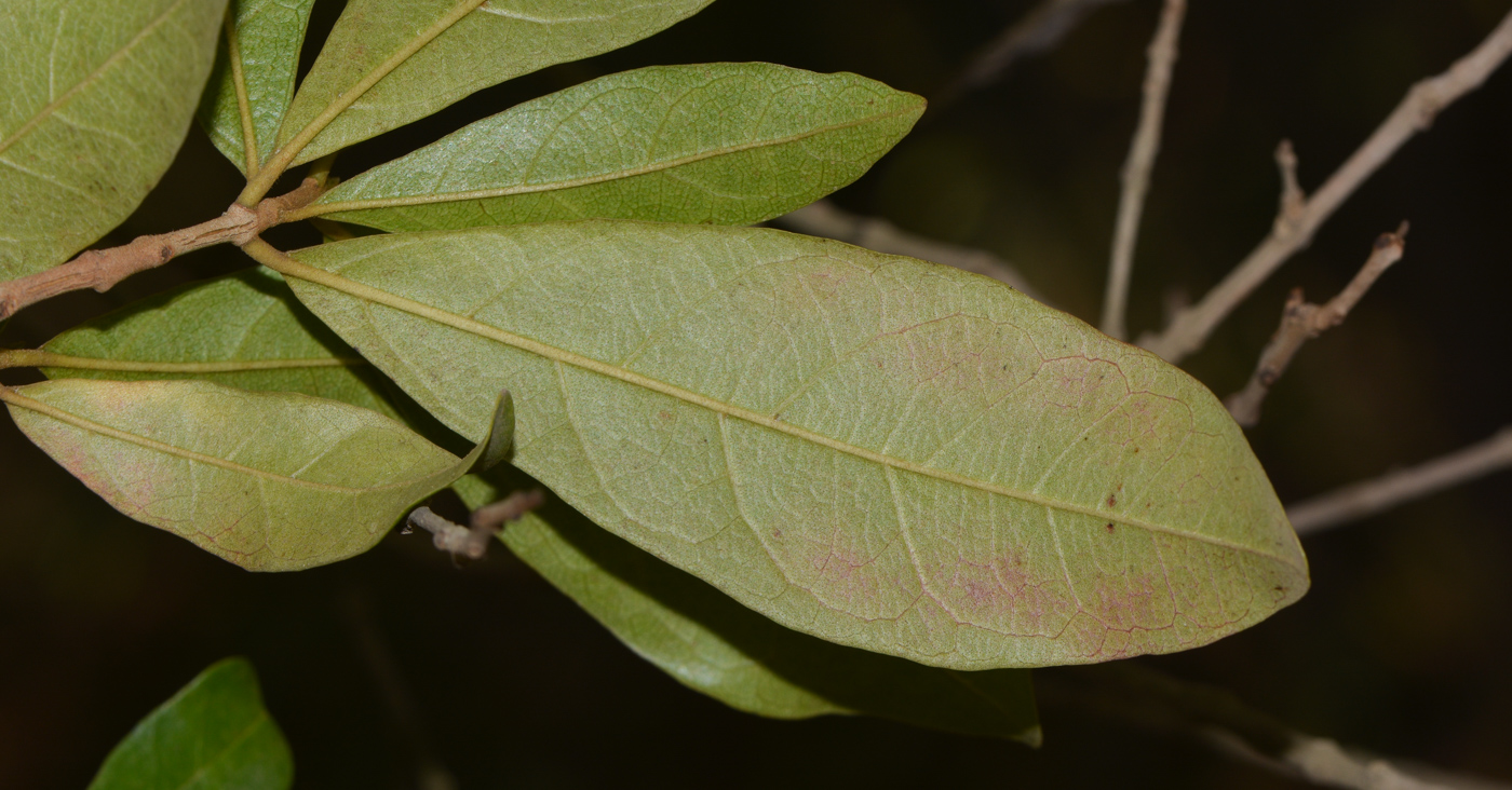 Image of Combretum erythrophyllum specimen.