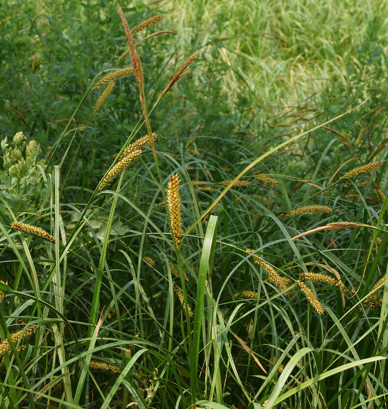 Изображение особи Carex vesicaria.