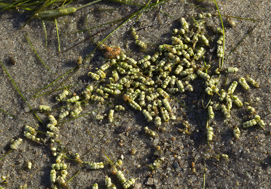 Image of Ruppia maritima specimen.