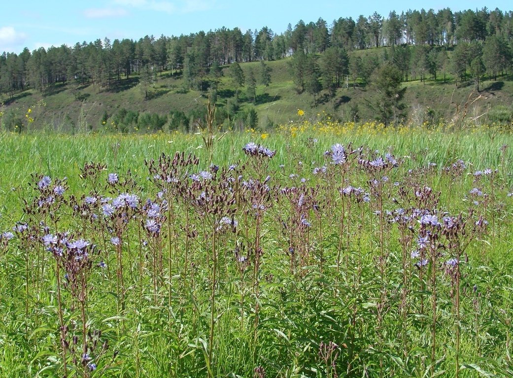 Image of Lactuca sibirica specimen.