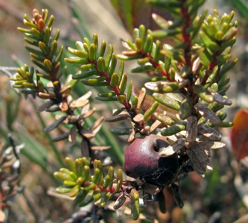 Image of Empetrum nigrum specimen.