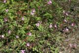 Geranium robertianum