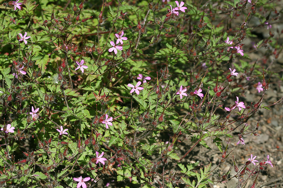 Image of Geranium robertianum specimen.