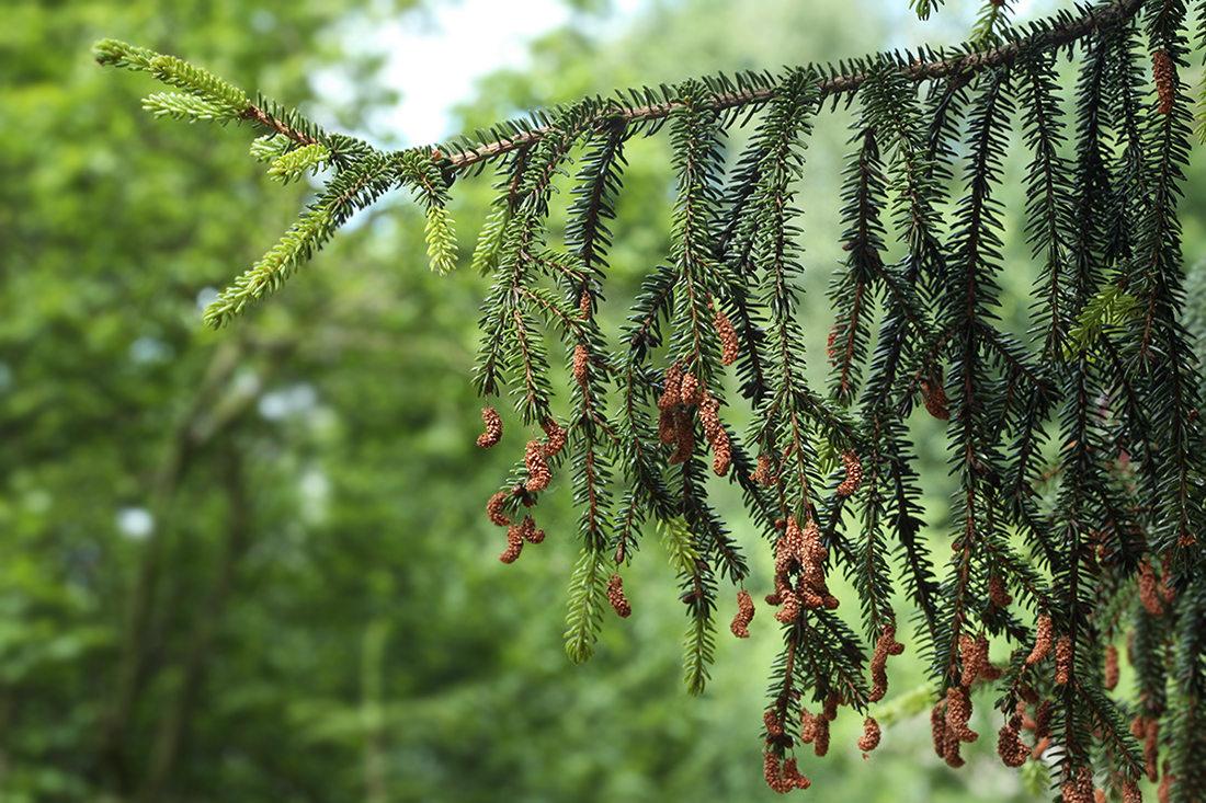 Изображение особи Picea orientalis.