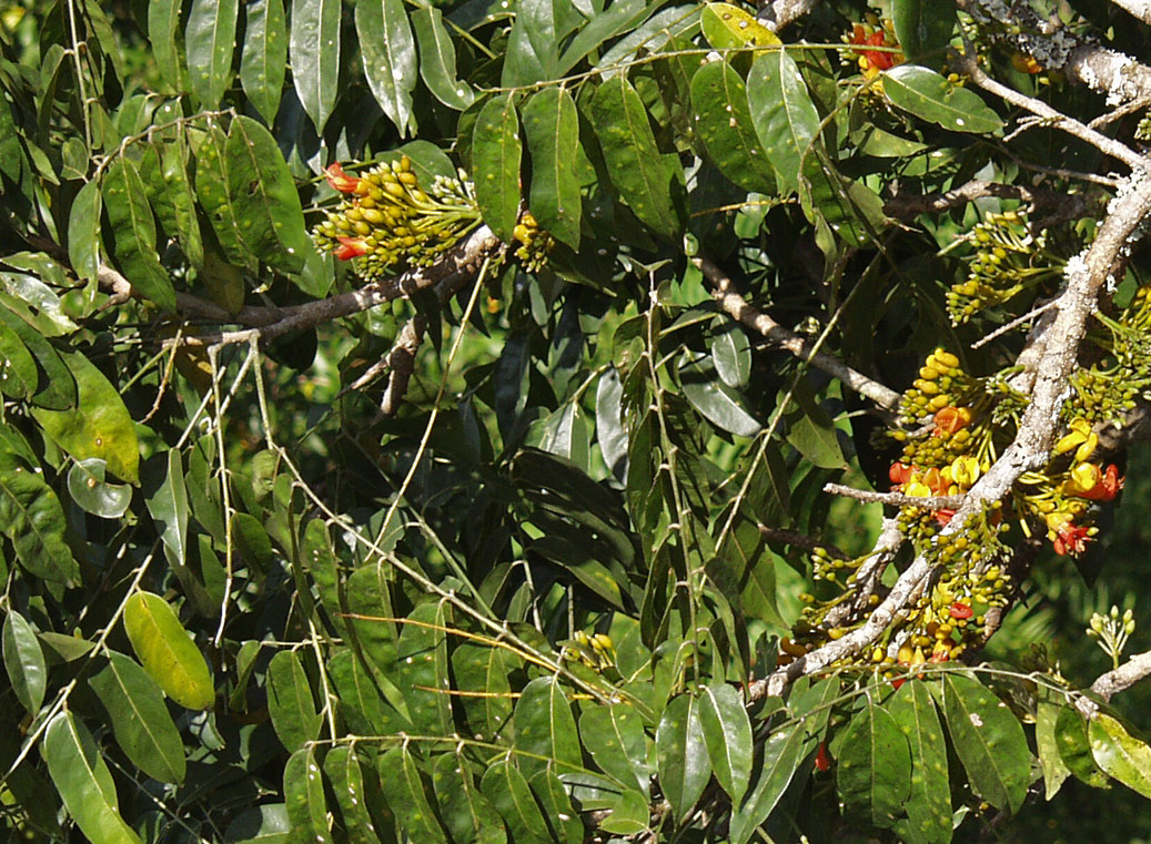 Image of Castanospermum australe specimen.