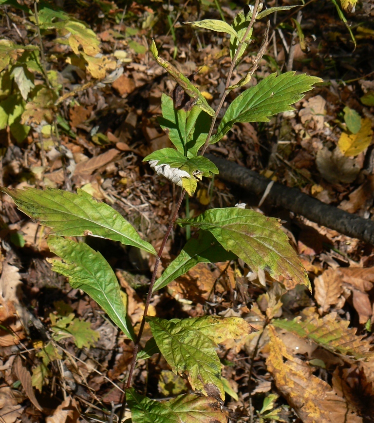 Image of Artemisia stolonifera specimen.