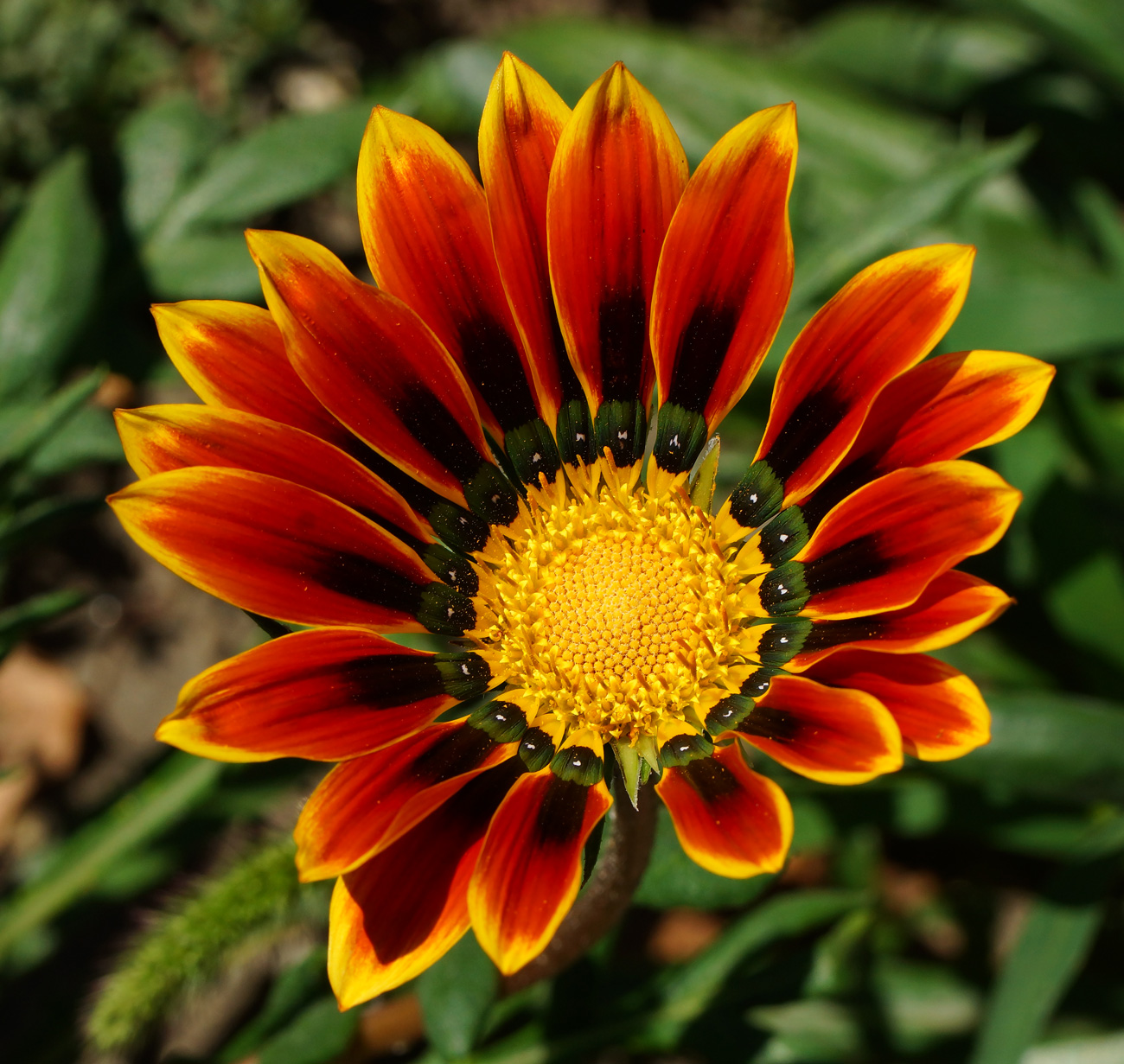 Image of Gazania rigens specimen.