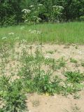Anthriscus sylvestris