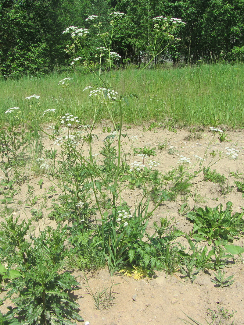 Изображение особи Anthriscus sylvestris.