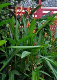 Heliconia psittacorum. Цветущие растения. Малайзия, о-в Пенанг, г. Джорджтаун, в культуре. 07.05.2017.