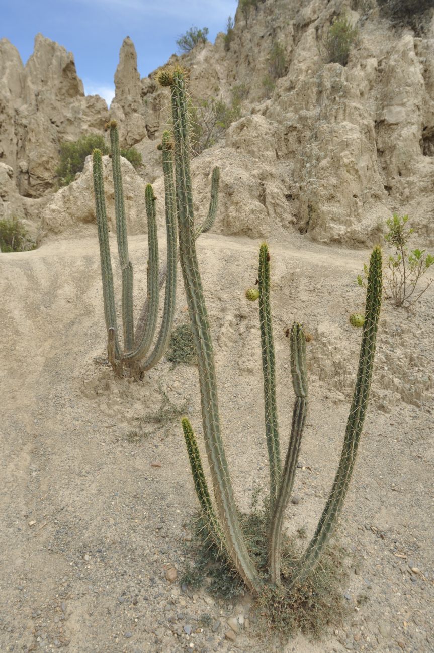 Image of genus Corryocactus specimen.