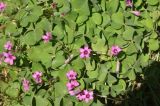 Oxalis variety corymbosa