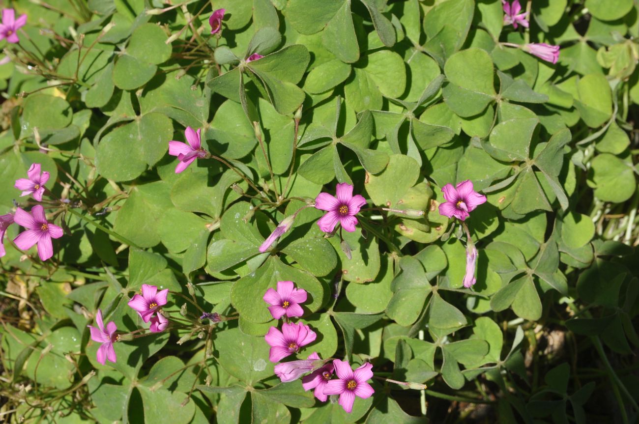 Изображение особи Oxalis debilis var. corymbosa.