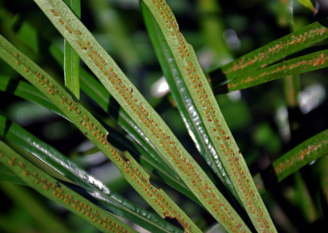 Image of Dipteris lobbiana specimen.