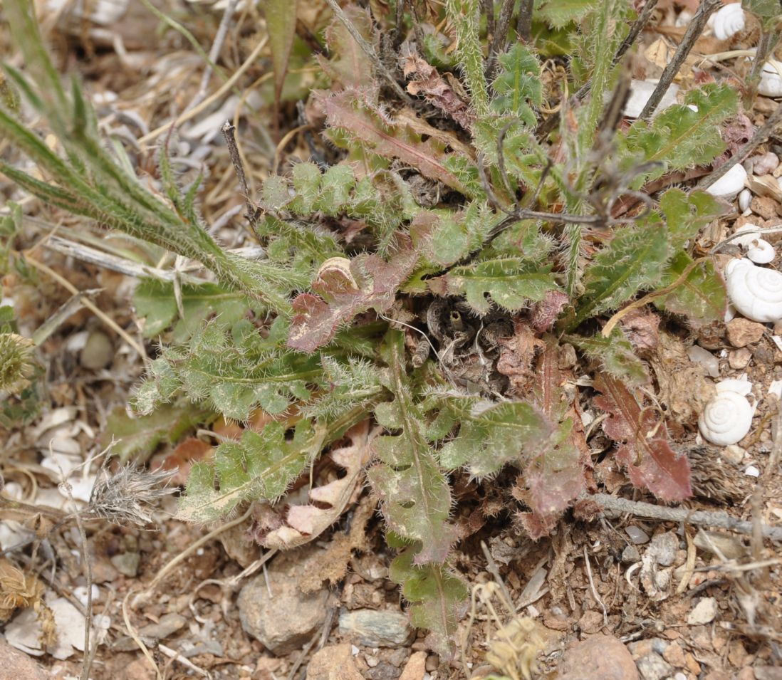Image of Limonium sinuatum specimen.