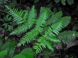 Pleocnemia leuzeana. Вайя. Малайзия, Камеронское нагорье, ≈ 1500 м н.у.м., влажный тропический лес. 03.05.2017.