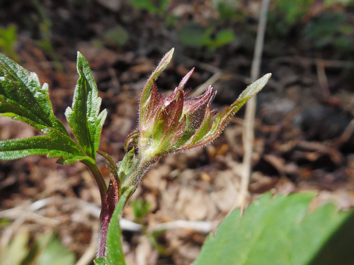 Image of Geum rivale specimen.