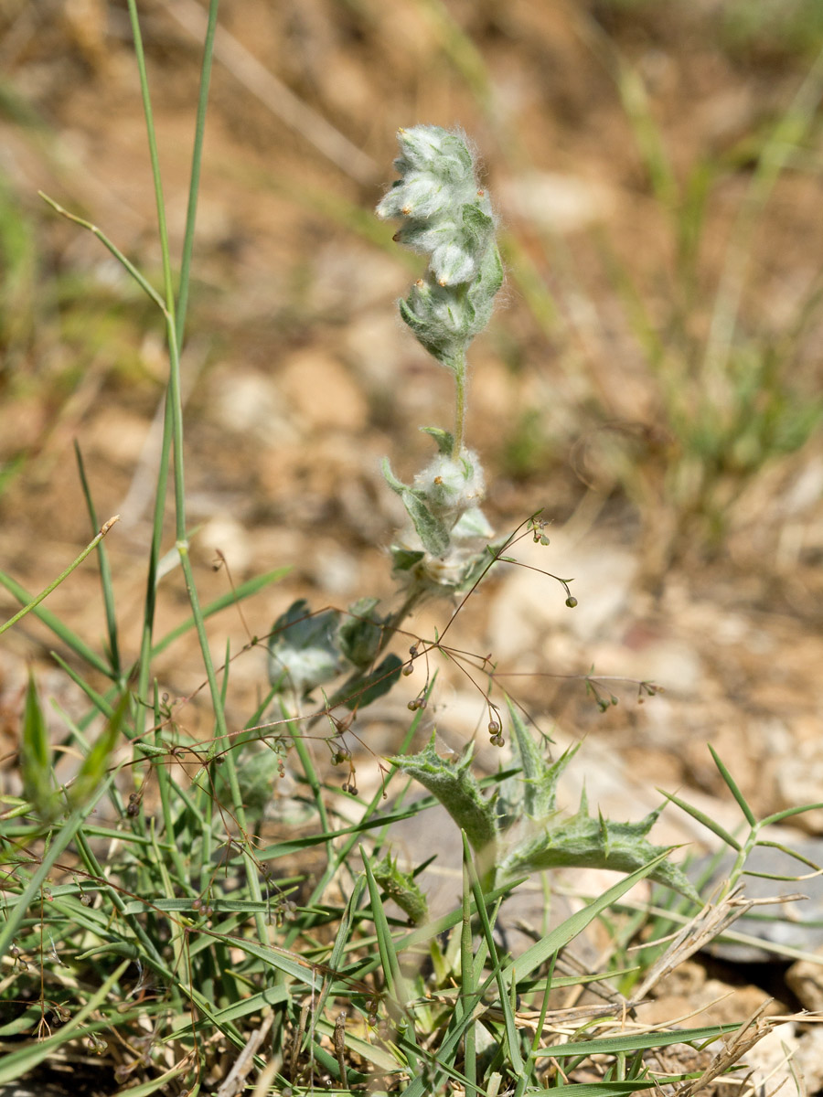 Image of Filago arvensis specimen.