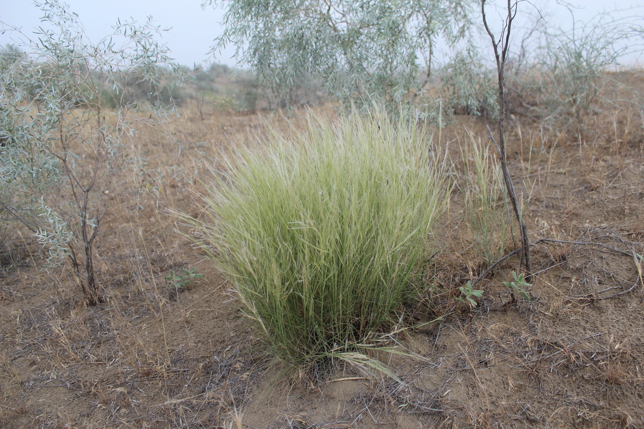 Image of Stipagrostis plumosa specimen.